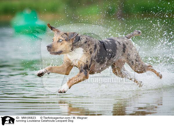 running Louisiana Catahoula Leopard Dog / MW-06823