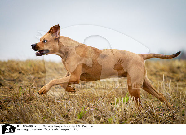 running Louisiana Catahoula Leopard Dog / MW-06828
