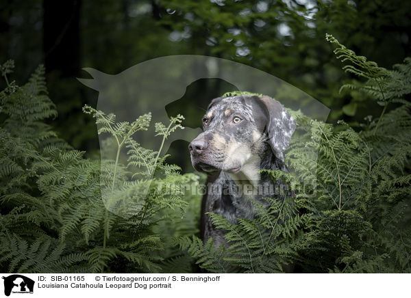 Louisiana Catahoula Leopard Dog Portrait / Louisiana Catahoula Leopard Dog portrait / SIB-01165