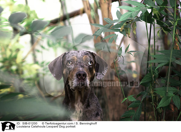 Louisiana Catahoula Leopard Dog portrait / SIB-01200
