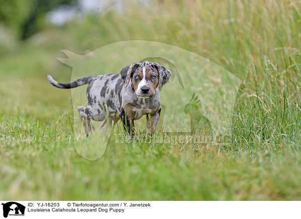 Louisiana Catahoula Leopard Dog Welpe / Louisiana Catahoula Leopard Dog Puppy / YJ-16203