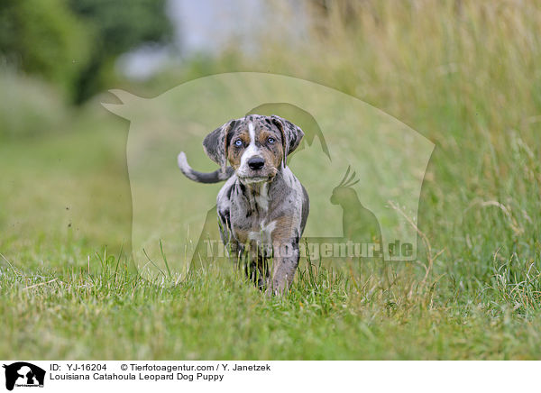 Louisiana Catahoula Leopard Dog Welpe / Louisiana Catahoula Leopard Dog Puppy / YJ-16204