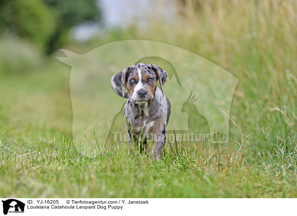 Louisiana Catahoula Leopard Dog Welpe / Louisiana Catahoula Leopard Dog Puppy / YJ-16205