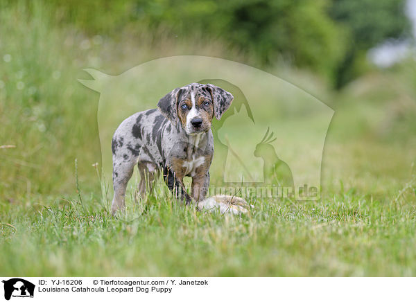 Louisiana Catahoula Leopard Dog Welpe / Louisiana Catahoula Leopard Dog Puppy / YJ-16206