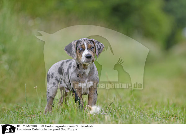 Louisiana Catahoula Leopard Dog Welpe / Louisiana Catahoula Leopard Dog Puppy / YJ-16209