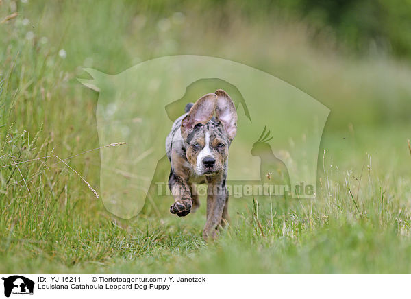 Louisiana Catahoula Leopard Dog Puppy / YJ-16211