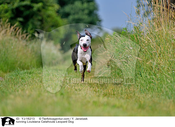 running Louisiana Catahoula Leopard Dog / YJ-16213