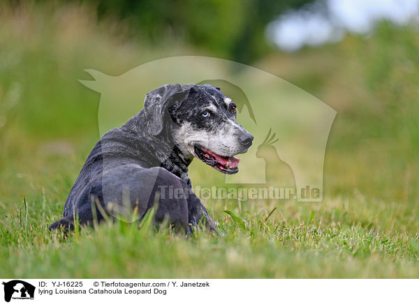 lying Louisiana Catahoula Leopard Dog / YJ-16225