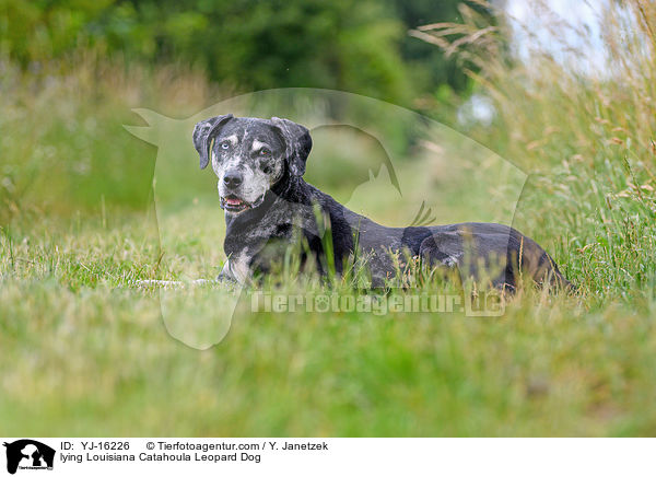 liegender Louisiana Catahoula Leopard Dog / lying Louisiana Catahoula Leopard Dog / YJ-16226