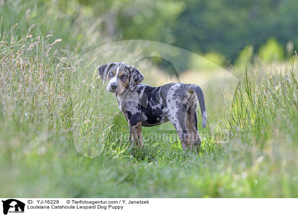 Louisiana Catahoula Leopard Dog Puppy / YJ-16229