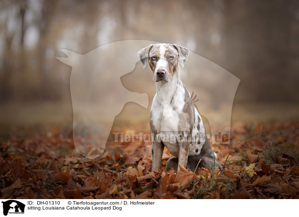 sitzender Louisiana Catahoula Leopard Dog / sitting Louisiana Catahoula Leopard Dog / DH-01310