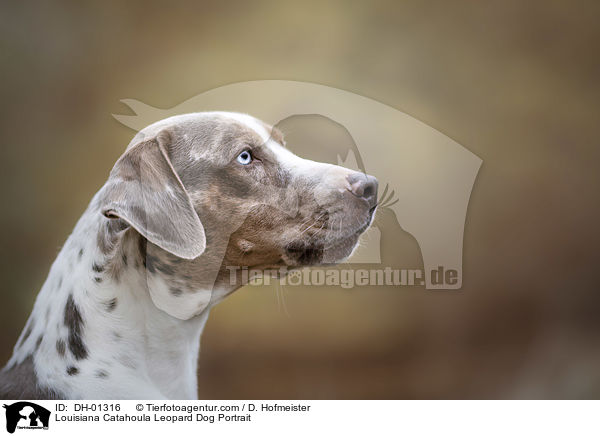 Louisiana Catahoula Leopard Dog Portrait / DH-01316