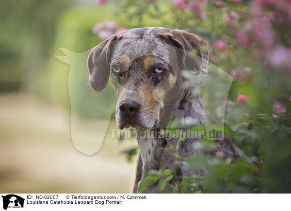 Louisiana Catahoula Leopard Dog Portrait / Louisiana Catahoula Leopard Dog Portrait / NC-02007