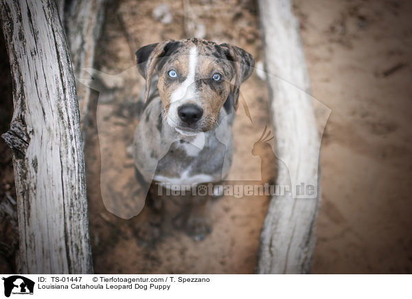 Louisiana Catahoula Leopard Dog Puppy / TS-01447