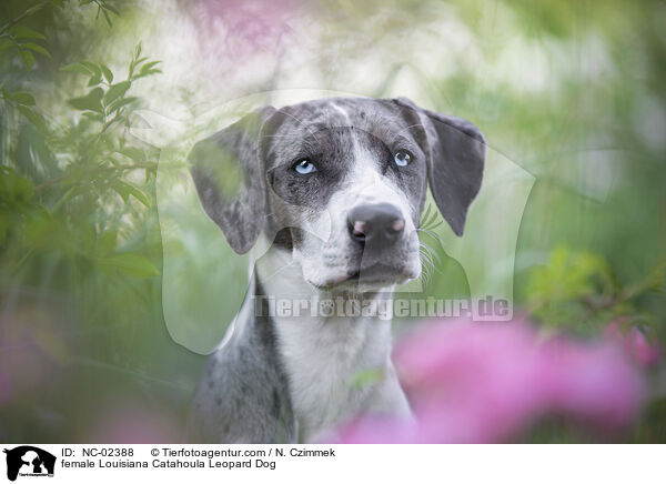 female Louisiana Catahoula Leopard Dog / NC-02388