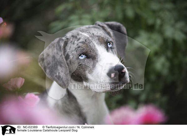 female Louisiana Catahoula Leopard Dog / NC-02389