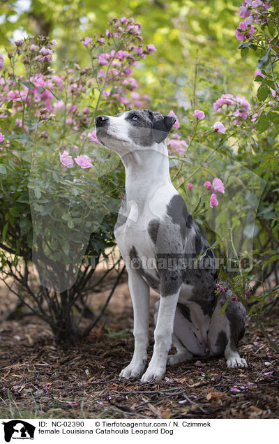 Louisiana Catahoula Leopard Dog Hndin / female Louisiana Catahoula Leopard Dog / NC-02390