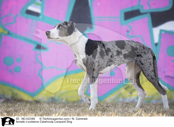 Louisiana Catahoula Leopard Dog Hndin / female Louisiana Catahoula Leopard Dog / NC-02398