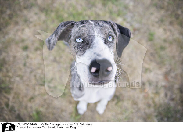 Louisiana Catahoula Leopard Dog Hndin / female Louisiana Catahoula Leopard Dog / NC-02400