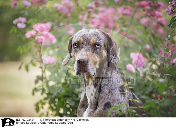 Louisiana Catahoula Leopard Dog Hndin / female Louisiana Catahoula Leopard Dog / NC-02404