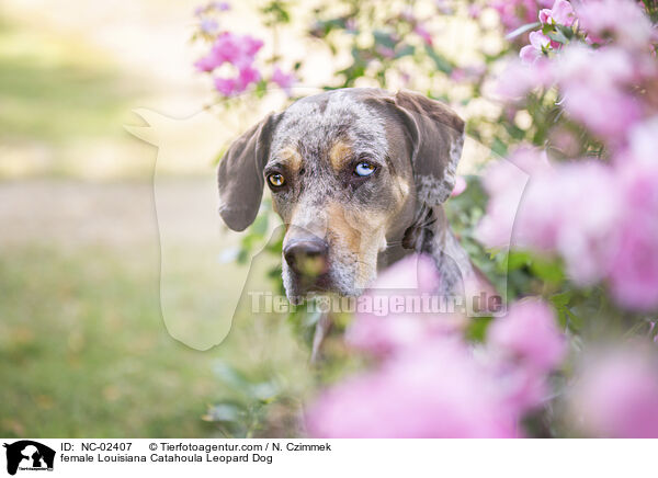 Louisiana Catahoula Leopard Dog Hndin / female Louisiana Catahoula Leopard Dog / NC-02407