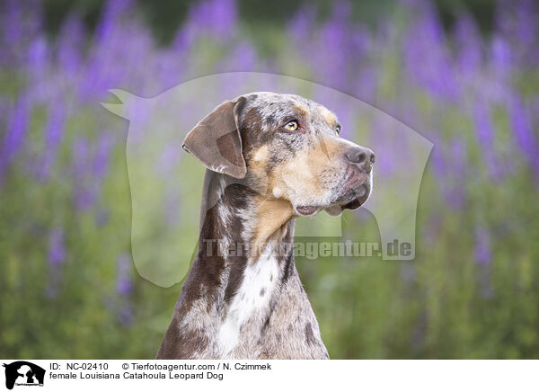 Louisiana Catahoula Leopard Dog Hndin / female Louisiana Catahoula Leopard Dog / NC-02410