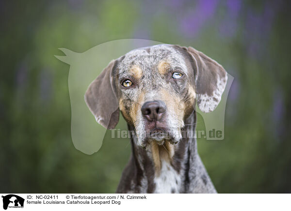 Louisiana Catahoula Leopard Dog Hndin / female Louisiana Catahoula Leopard Dog / NC-02411