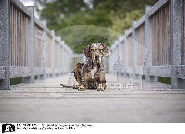 Louisiana Catahoula Leopard Dog Hndin / female Louisiana Catahoula Leopard Dog / NC-02412