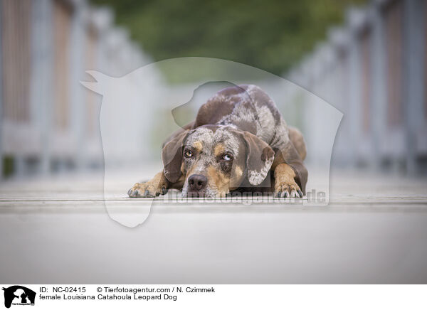 female Louisiana Catahoula Leopard Dog / NC-02415