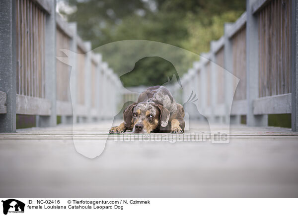 female Louisiana Catahoula Leopard Dog / NC-02416