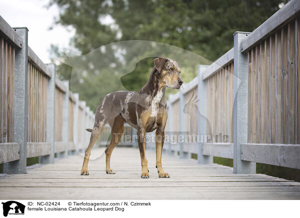 Louisiana Catahoula Leopard Dog Hndin / female Louisiana Catahoula Leopard Dog / NC-02424