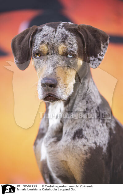 Louisiana Catahoula Leopard Dog Hndin / female Louisiana Catahoula Leopard Dog / NC-02429