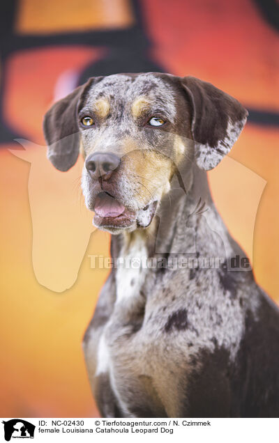 Louisiana Catahoula Leopard Dog Hndin / female Louisiana Catahoula Leopard Dog / NC-02430