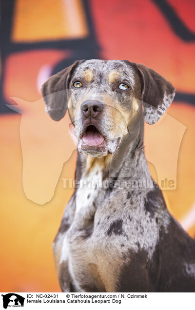 Louisiana Catahoula Leopard Dog Hndin / female Louisiana Catahoula Leopard Dog / NC-02431