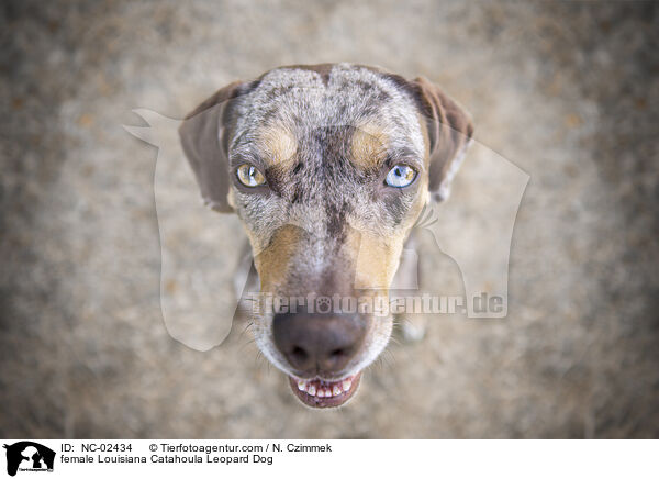 Louisiana Catahoula Leopard Dog Hndin / female Louisiana Catahoula Leopard Dog / NC-02434