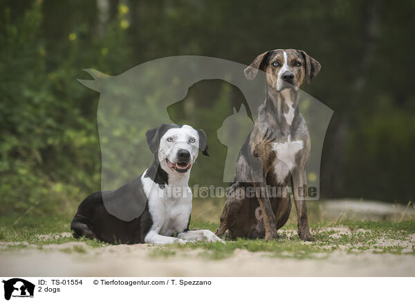 2 Hunde / 2 dogs / TS-01554