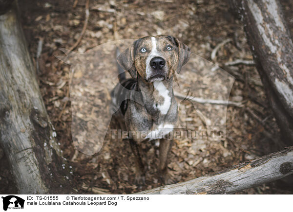Louisiana Catahoula Leopard Dog Rde / male Louisiana Catahoula Leopard Dog / TS-01555