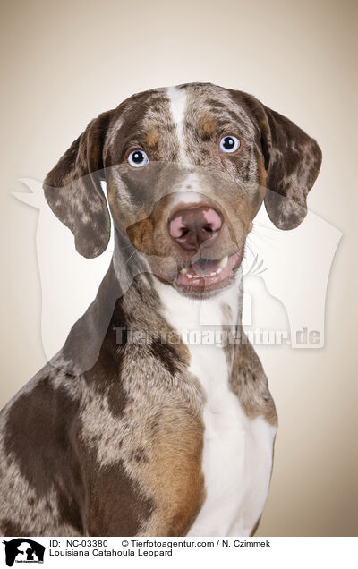 Louisiana Catahoula Leopard / Louisiana Catahoula Leopard / NC-03380