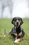 Lousiana Catahoula Leopard Dog