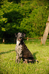 Lousiana Catahoula Leopard Dog