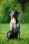 Lousiana Catahoula Leopard Dog