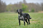 Louisiana Catahoula Leopard Dog