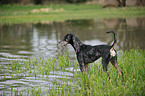 Louisiana Catahoula Leopard Dog