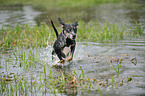 running Louisiana Catahoula Leopard Dog