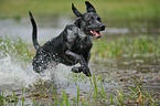 running Louisiana Catahoula Leopard Dog