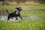 playing Louisiana Catahoula Leopard Dog