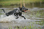 playing Louisiana Catahoula Leopard Dog