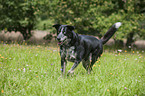 walking Louisiana Catahoula Leopard Dog