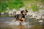 running Louisiana Catahoula Leopard Dog