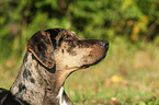 Louisiana Catahoula Leopard Dog Portrait